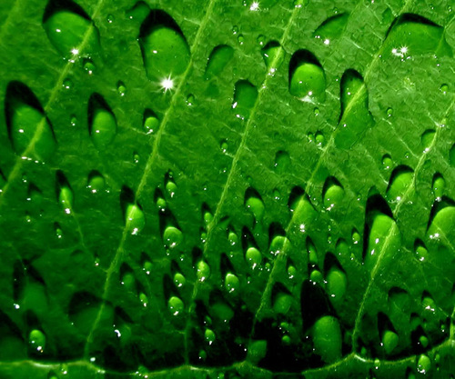 Hillegondus's profile picture. 