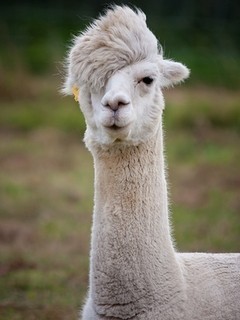 matyamatya1224's profile picture. 氷室京介大好きです。 よぉ！俺を呼んだかい？変態アルパカ紳士！
好きなものは青汁！
健康志向タイプのアルパカ野郎です！
悩みのあるやつぁ俺んとここい！

皆！よろしくなっ！！友達募集！