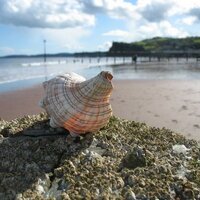 Seashell Comms (@i_seashell) 's Twitter Profile
