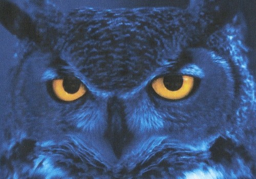 nightowl_09 Profile Picture