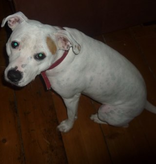 dollydoodles3's profile picture. 