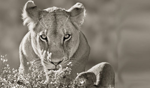 traljawi's profile picture. 