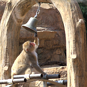 愛媛県立とべ動物園の動物たちをデジタルカメラで写真撮影をしています写真クラブ[公式]です。高校生、専門学校生、大学生・部活動、写真部・個人、一般の方など写真教室、撮影会、写真コンテストなど開催しています。カメラことや写真撮影、印刷、応募方法などお気軽にお問い合わせください。（掲載写真の無断転載等はご遠慮ください）