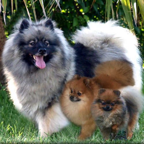 Selección de Pomeranias en ambiente familiar. Ocasionalmente disponemos de alguna camada de Kleinspitz.