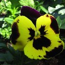 Jolly Samuel - @jolly_samuel - Twitter