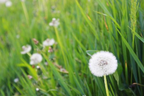 The_Beecharmer's profile picture. 