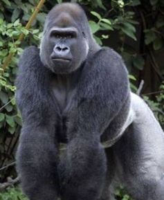 iShaveALotOfMe's profile picture. 