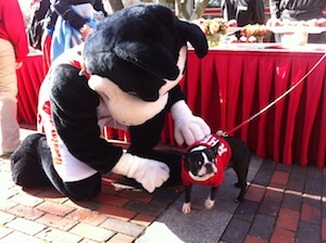 RhettBU's profile picture. The official Twitter page of Boston University's Rhett the Terrier. #GoBU #ProudToBU