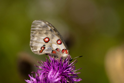 Samderange's profile picture. 