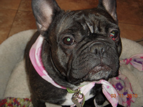 MsTriciaAnn's profile picture. Loves my 2 French Bulldogs,gardening,sewing and riding our Harley with my man.