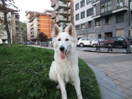 Rei_Artus's profile picture. Lector y opinador no profesional