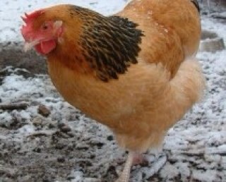 Tillathehen's profile picture. chooks, chooks,& more chooks, looking after 50 chickens, dorper sheep, olive grove and some fast growing calfs, & 2 Alpacas.