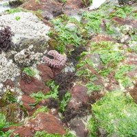 Aaron Koseba (@coolerchef) 's Twitter Profile