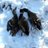 Hunting_Nut's profile image