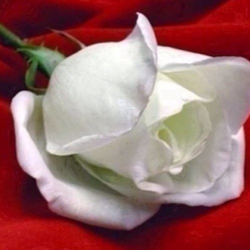 2013master's profile picture. MLIS