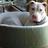 pinkdaisydog's profile image