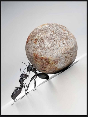 Fourmi Diable Profile