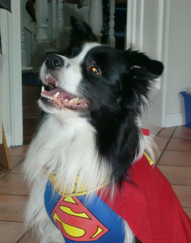 SoperNut's profile picture. Archäologie, frühe Menschheitsgeschichte, Öffentlichkeitsarbeit