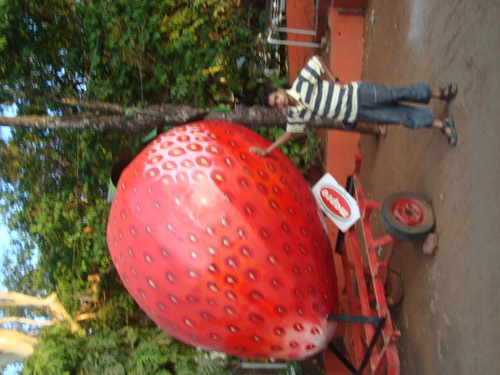 WilwenNoronha's profile picture. 