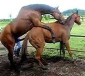 RizieqShihab9's profile picture. (O Arabs, under the guise of religion to control Indonesia) 
، يا عرب، تحت ستار الدين لسيطرة اندونيسيا