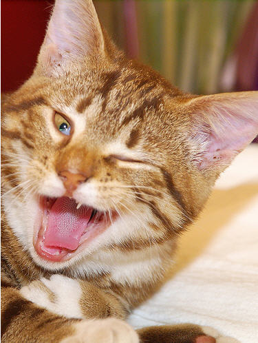 happy cat @l_o_o_k Twitter happy cat @l_o_o_k Twitter