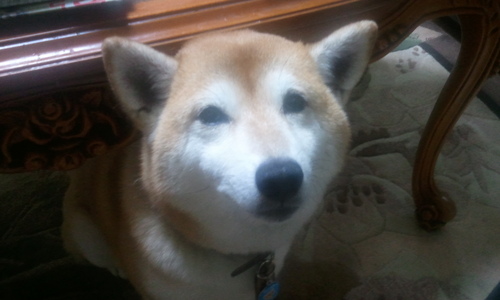 tershi1111's profile picture. 高校生の娘にいつまでも、江戸時代の携帯使ってないで、スマートホンにしろ！と言われ続け、ついにスマートホンにした。ツイッターも娘に入れて貰いました。初心者です。笑えるネタを入れています。最後まで読んでも笑わなかったらお代はお返しいたします。リフォロー100%