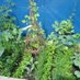 community gardens (@rbkc_garden) Twitter profile photo community gardens (@rbkc_garden) Twitter profile photo