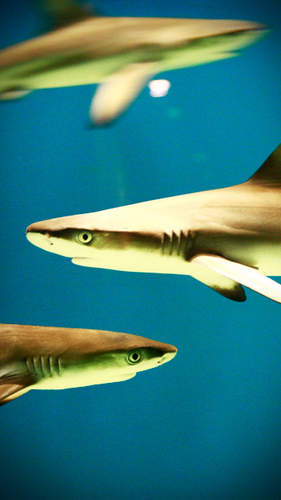 davidjuanperez's profile picture. 