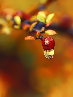 _cerafima's profile picture. 