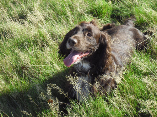 Woof Walking - a friendly and professional dog walking service in Stoke Newington.