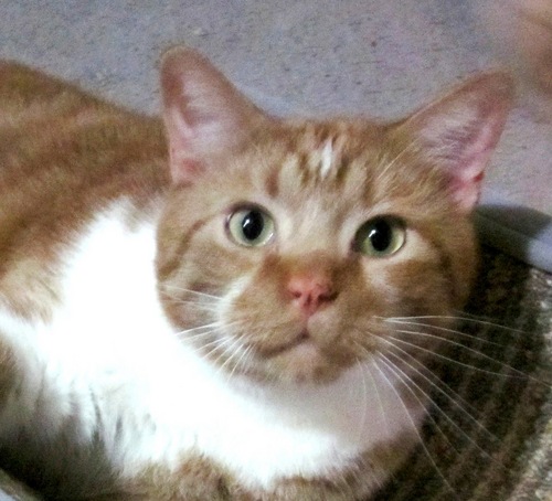 PlatelickerCat's profile picture. I am an orange stripie Texas tomcat. I lick plates. I love catchin' flys and moffs. Nip gets me all crazy.