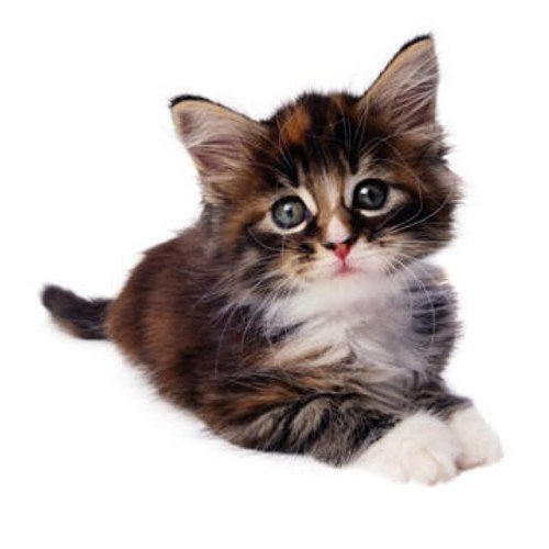 TheManoBilli's profile picture. NAWAZ SHAREEF