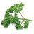 parsleymood