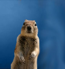 fhelwig's profile picture. I'm at Bluesky @accelerateddragon.bsky.social