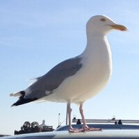 William Houstoun (@cairnhall) 's Twitter Profile