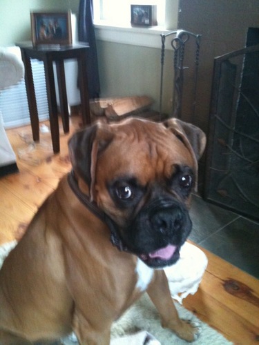 A 3.5 yr old male boxer who loves walks, chewing on my toys, eating my moms socks, eating, getting in to the compost, running, playing, did I mention eating?