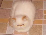 yolaissoto's profile picture. Lucho por los derechos humanos