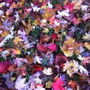 aimee ambrose - @MinxSwinx - Twitter