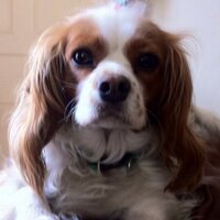 RoseAnn Foley (@roseannfoley) 's Twitter Profile
