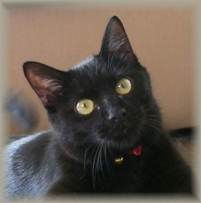 kuroneko0225's profile picture. 香川県/主婦/2022年の参院選から家族で参政党を応援しています🍊