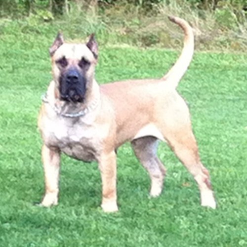 PRESA CANARIO