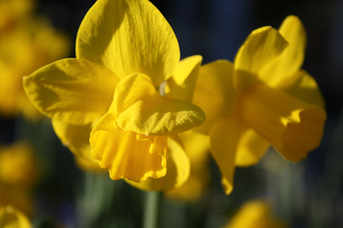 rainingmyanh's profile picture. aspiring artist from Vancouver