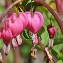 matzlema's profile picture. Mom, Jewish Educator, Photographer