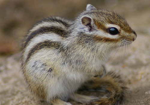 coldwater334's profile picture. 趣味：プロ野球、Slay the Spire