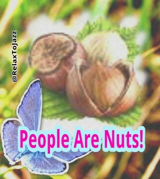 MesivtaNuts's profile picture. 