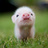 PorkChopExprzz's profile image