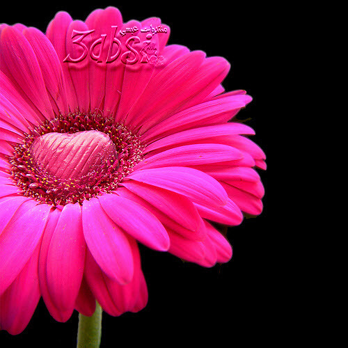 rajaecoucou's profile picture. 