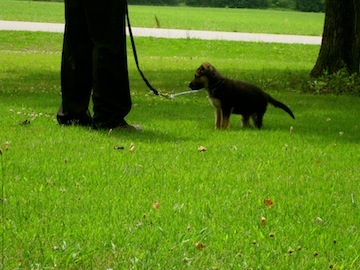 Dr. Banfe:  Breeder, trainer, behavioralist, writer, owner of Banffy Haus German Shepherds: Breeders, importers of World Class West German Show line Shepherds