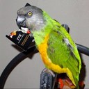 Elissa Long - @Diva4Parrots - Twitter