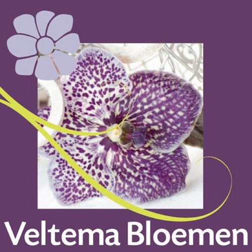 VeltemaBloemen's profile picture. wij zijn nu te volgen op onze nieuwe Twitter! @Bloemschalkhaar
